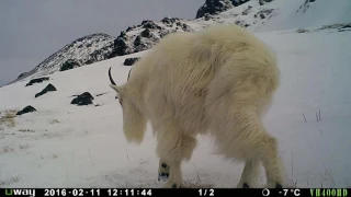 Mountain Goat Winter Habitat