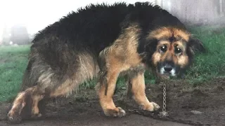 Dieser Hund war 10 Jahre angekettet. Schau, was passiert ist, als sie ihn befreit haben!