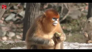Golden Monkey Documentary | Baby Golden Monkey