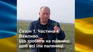 Сезон 1  Частина 4  Важливо! Що зробити на пшениці, щоб всі їли паляниці