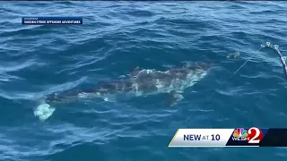 Great white shark caught near Ponce Inlet