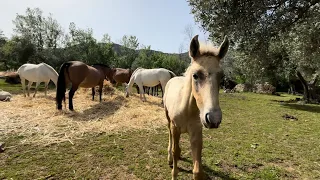 VISITANDO LA YEGUADA LUSITANOS DEL TOROZO | VEMOS LOS NUEVOS POTROS