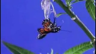 Monarch butterfly metamorphosis