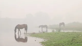 Хор імені Г. Верьовки. Ой чий то кінь стоїть.