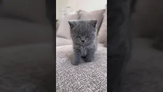 So cute grey babycat. Watch the comments