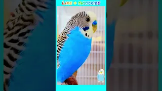 Budgie sounds for lonely Budgies at home