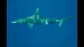 Как охотится молотоголовая акула (сем. Sphyrnidae) на чернопёрых серых акул (Carcharhinus limbatus)?