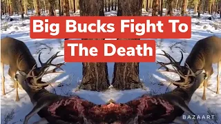 Big Bucks Fighting Goes Horribly Wrong