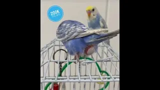 Live budgies parrot laying egg on the cage | budgies laying egg #budgies #layingegg #short #birds