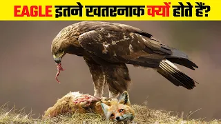 सभी ख़ौफ़ खाते है इस पक्षी से | Why Eagle Attacks are So Dangerous