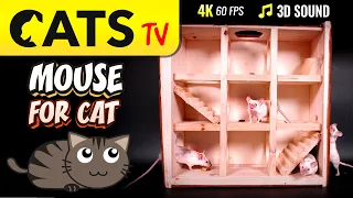 CAT TV - Real mouse 🐭 Game for cats 😻📺 4K 60FPS