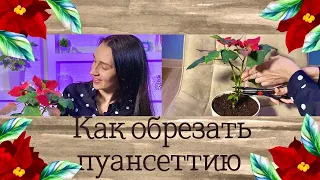 🌺КАК ОБРЕЗАТЬ ПУАНСЕТТИЮ/ПРАВИЛА УХОДА И УКОРЕНЕНИЯ ЧЕРЕНКОВ#пуансеттия