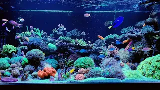 Akwarium morskie 1000 l Reef tank 250 gal  Co zrobić żeby,,acry" rosły???🤔