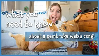 What You NEED to Know About OWNING A CORGI | Vlog and Advice for Owners!