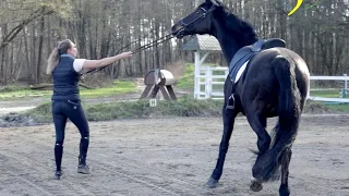 Pferd extrem fest, schlägt mit dem Kopf und ist schreckhaft - kann eine Lösung gefunden werden?