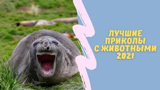 Я РЖАЛ ПОЛ ЧАСА,СМЕХ ДО СЛЕЗ🤣,КОШКИ СОБАКИ И ДРУГИЕ ЖИВОТНЫЕ|Самое Время Посмеяться