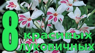 8 САМЫХ ПОПУЛЯРНЫХ ЛУКОВИЧНЫХ ЦВЕТОВ весенней посадки в саду/Елена Мир Семян и Цветов