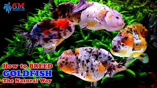 How to Breed Goldfish (Naturally)