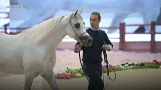 مشاركة حميدة الموج بنت نسج الحكيم في مهرجان الشرقية الدولي لجمال الخيل العربية بالأحساء