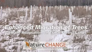 Enhanced Migration of Trees for Climate Adaptation
