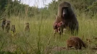 Stealing the Baboon's Catch | Banded brothers (The Mongoose Mob) | BBC Earth