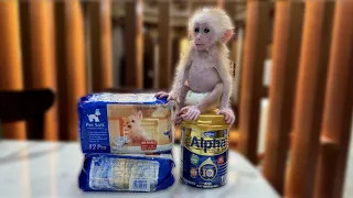 The baby monkey was taken shopping by dad