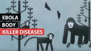 KILLER DISEASES | How the Body Reacts to Ebola