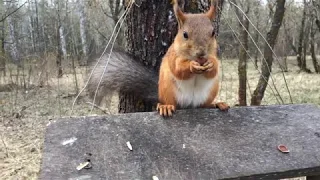 Как со мной разговаривала белка / How the squirrel talked to me