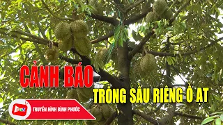 Cảnh báo tình trạng diện tích sầu riêng tăng ồ ạt |BPTV