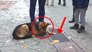 Cachorro ficou dias olhando pro bueiro, até que abriram e todos ficaram chocados