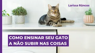 Como ensinar seu gato a não subir nas coisas