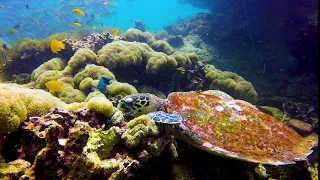 Study Flinders Marine Biology