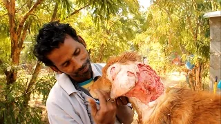 The Worst Wound: Street Dog's Epic Recovery.