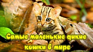 Самые маленькие дикие кошки в мире The smallest wild cats in the world