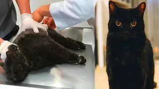 Rescue kitten in a car accident 🥰 The miracle of God revived the kittens   Rescue Cats
