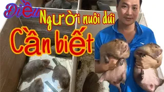 Những lưu ý cơ bản khi nuôi dúi || chăn nuôi con dúi || dúi mốc và dúi má đào