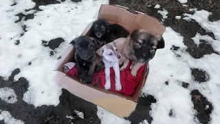 The puppies shiver in the cold and beg to take them home to their mama