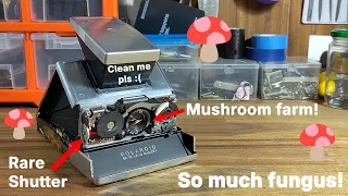 Cleaning fungus from an SX-70 lens! And 600 modding a Fairchild "W" shutter!