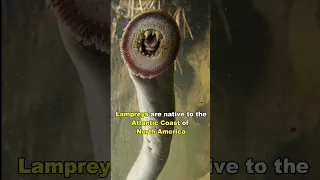 Lamprey | The Vampire Fish
