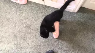 Cat stuck in slipper. Tried to help but she didn't want to know.