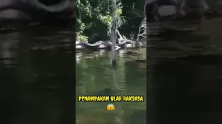 PENAMPAKAN ULAR RAKSASA | GIANT SNAKE