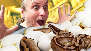 MY PIED BALL PYTHON FINALLY LAID EGGS!!! | BRIAN BARCZYK