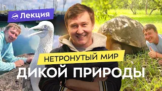 Галапагосские острова: как сэкономить на поездке и встретить игуан, черепах и морских котиков