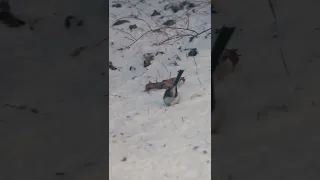 Raniuszek na śniegu / Long-tail tit hopping on the snow