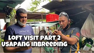 LOFT VISIT PART 2 : USAPANG INBREEDING |Reggie Cruz Loft & Aviary #reggiecruzloft