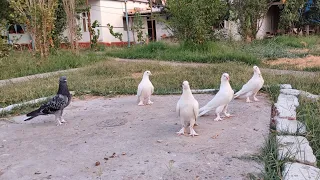 Tureckaya Takla .Pigeons Голуби 2023г