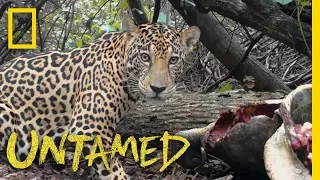 Jaguars Gorge on Sea Turtles | Untamed