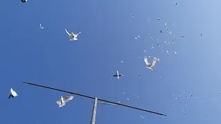 #pigeon.  Небо в голубях. 10.09.19г