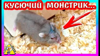 ПРОКУСИЛА ПЕРЧАТКУ / ЧТО c хомячком СТЕШЕЙ? / Хомки КЭМПБЕЛЛА /  Alisa Easy Pets