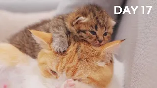 Baby Kittens Learning to Walk - Day 17 @ Baby Kittens Day 1 to Day 100 Lucky Paws Vlogs